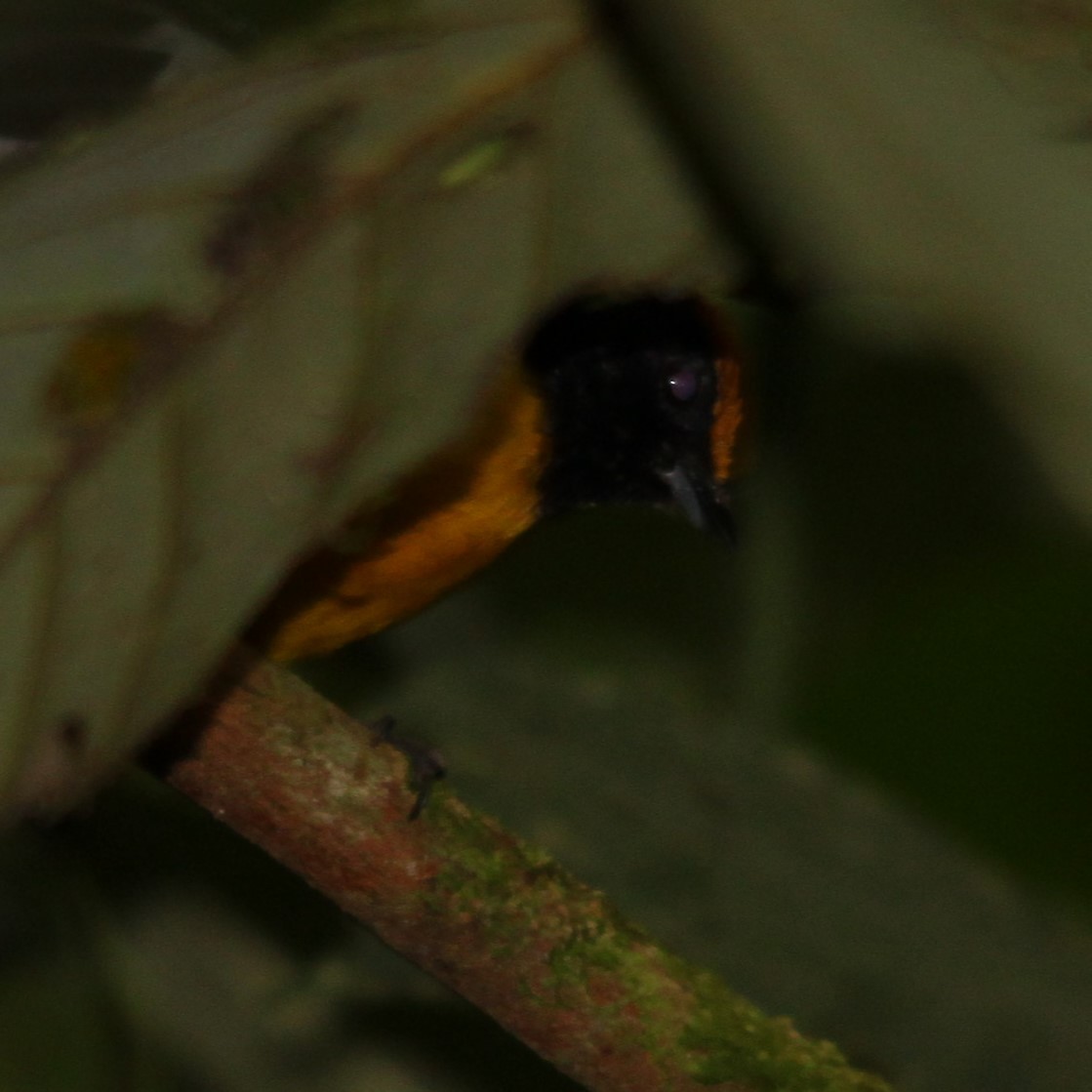 Tawny-capped Euphonia - ML637954071