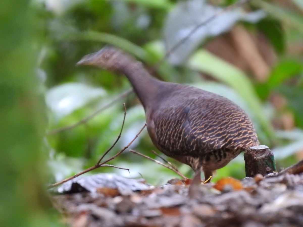 Slaty-breasted Tinamou - ML637954074