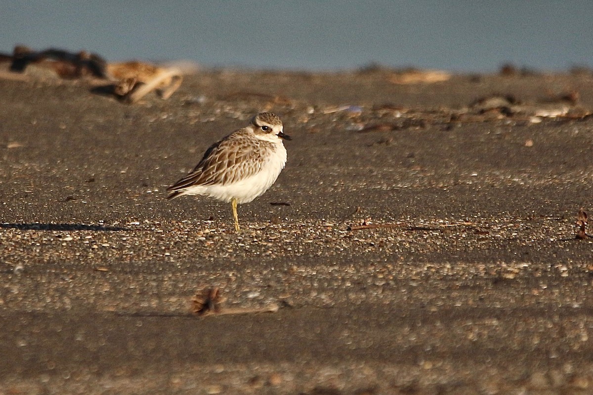 Red-breasted Dotterel - ML637954076