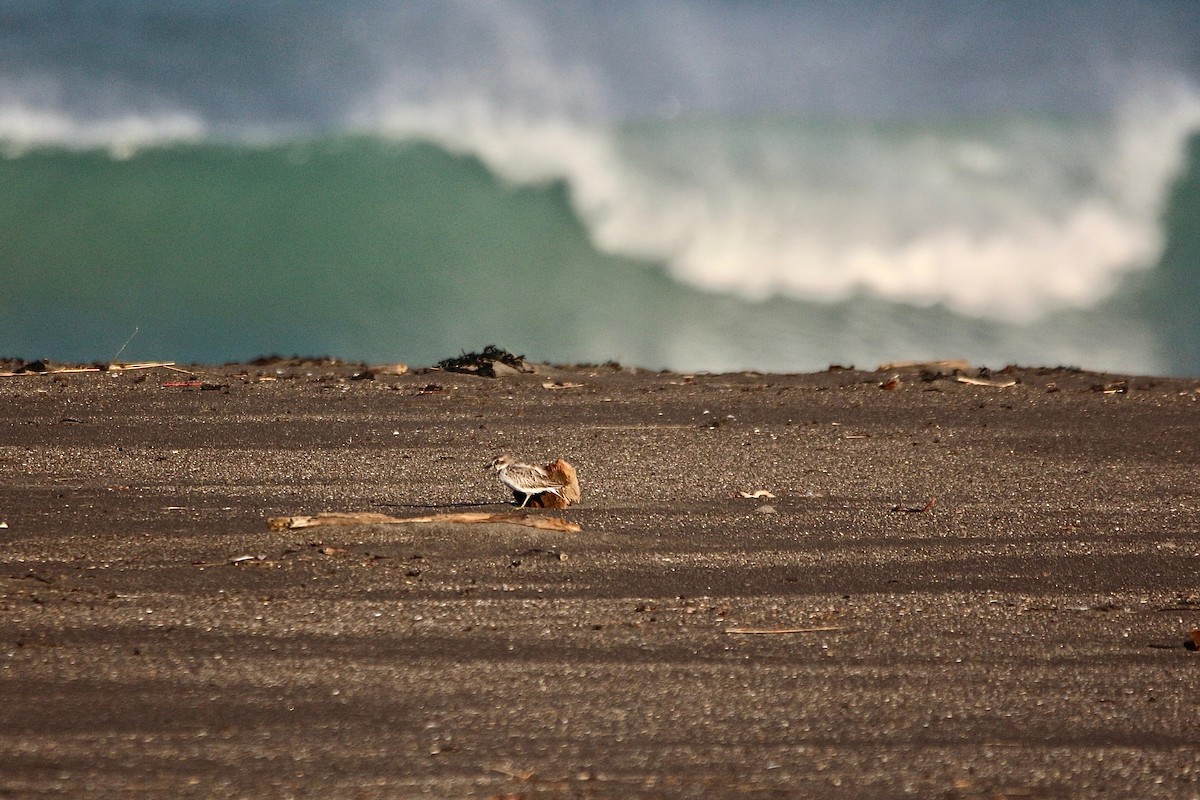 Red-breasted Dotterel - ML637954077