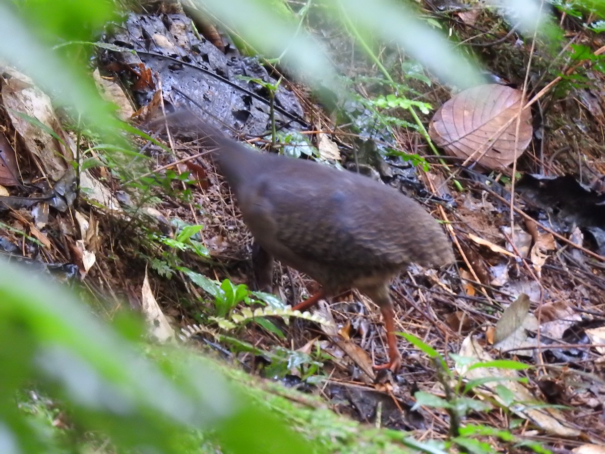 Slaty-breasted Tinamou - ML637954078