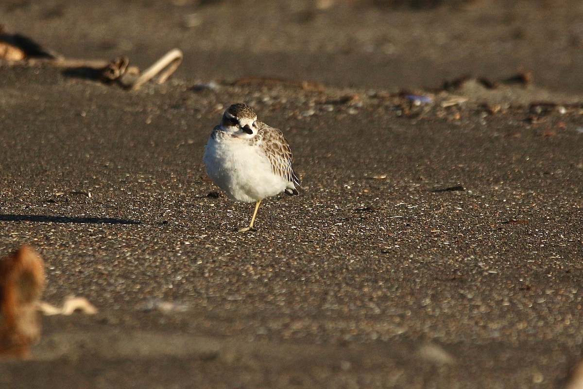 Red-breasted Dotterel - ML637954079