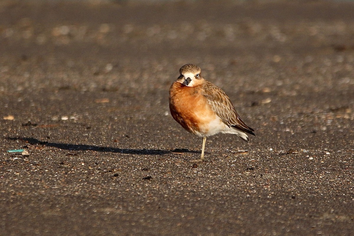 Red-breasted Dotterel - ML637954080