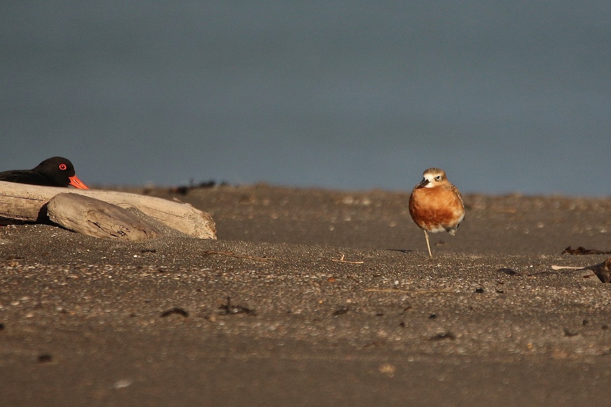 Red-breasted Dotterel - ML637954082