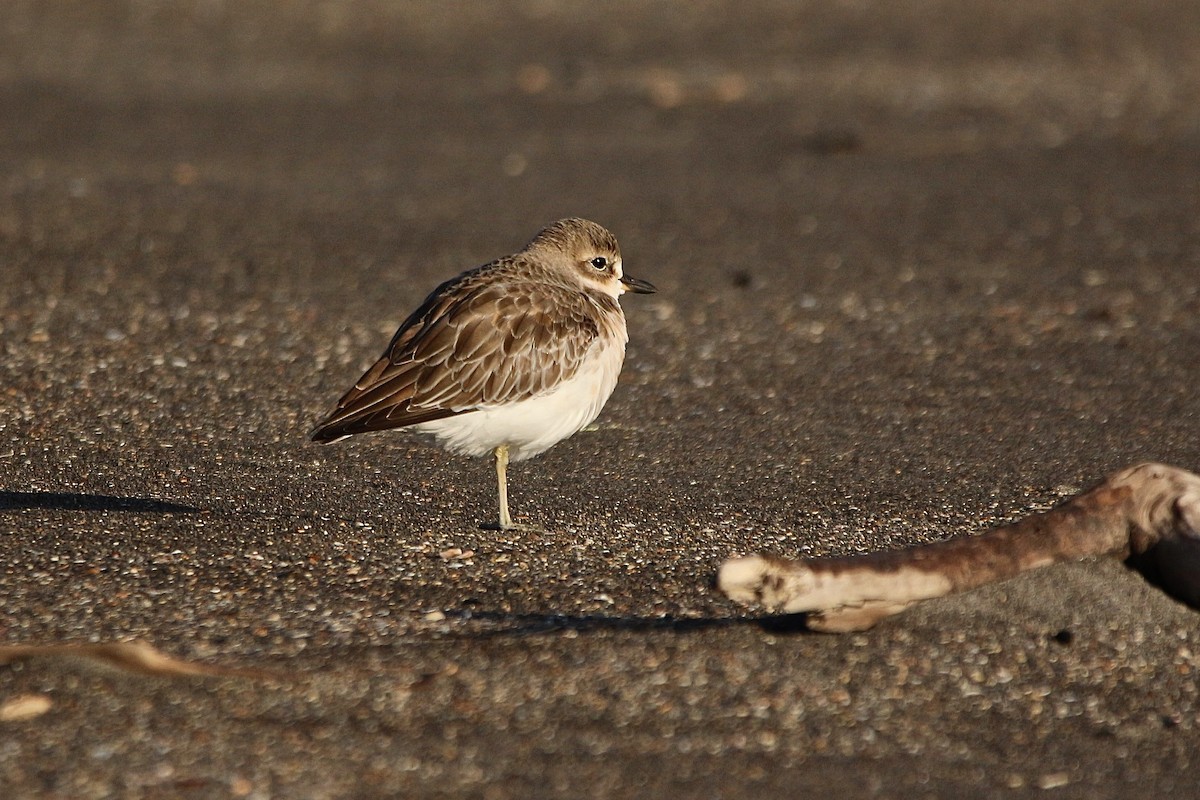 Red-breasted Dotterel - ML637954083