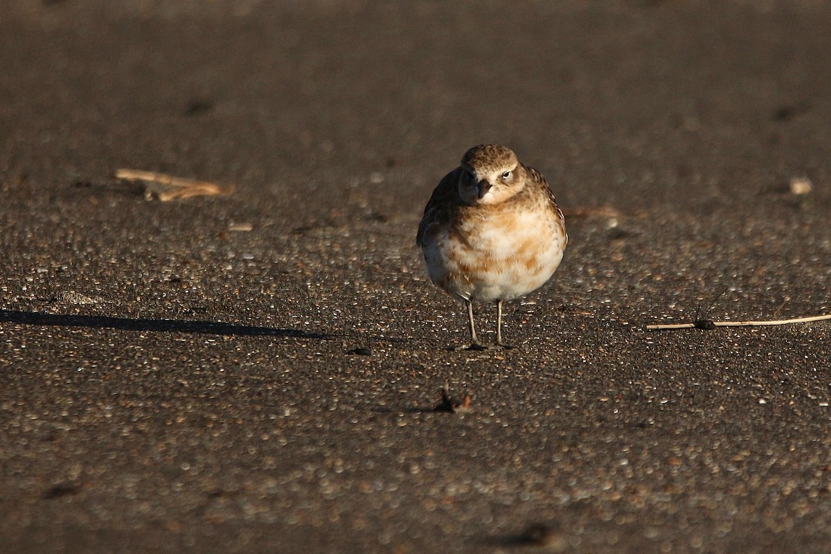Red-breasted Dotterel - ML637954084