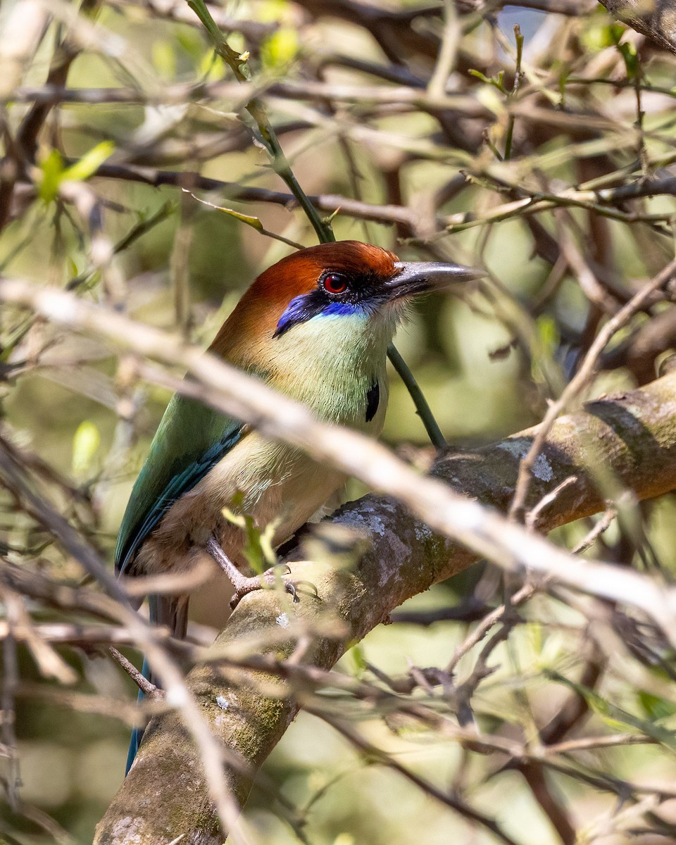 Russet-crowned Motmot - ML637954100