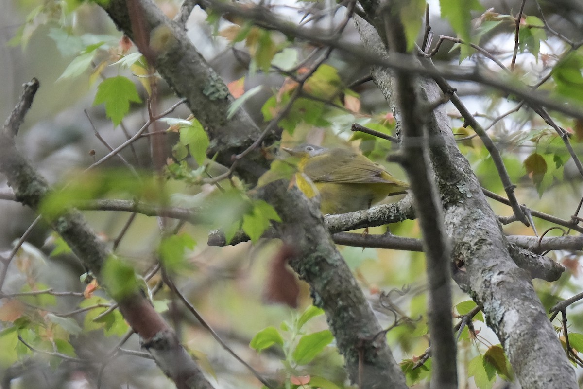 Nashville Warbler - ML637954101