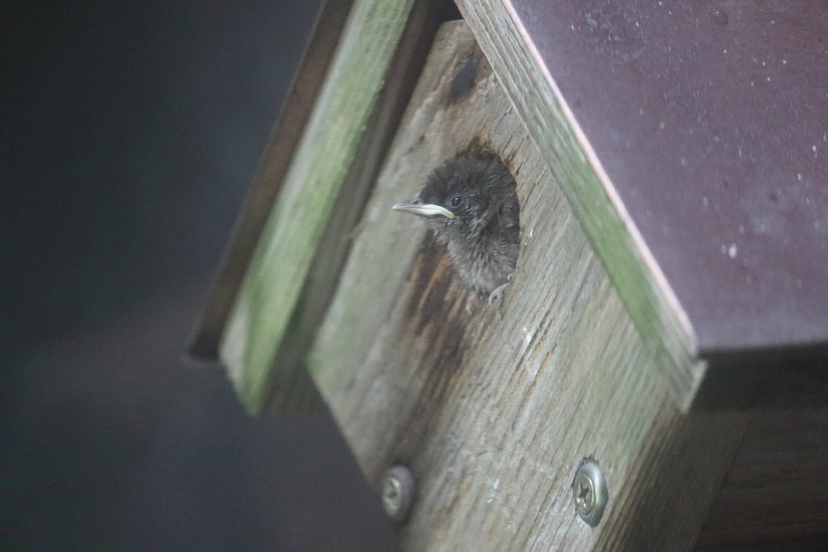 Northern House Wren - ML637954127