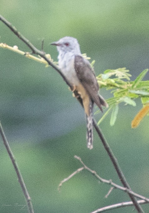 Plaintive Cuckoo - ML637954128