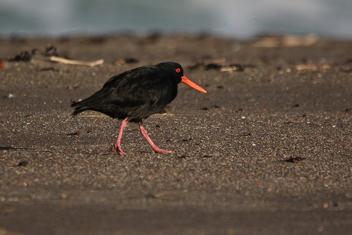 Variable Oystercatcher - ML637954132