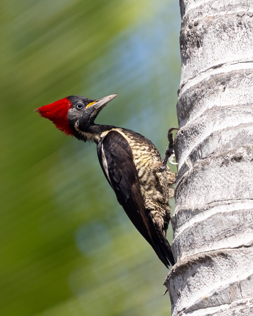 Lineated Woodpecker - ML637954157