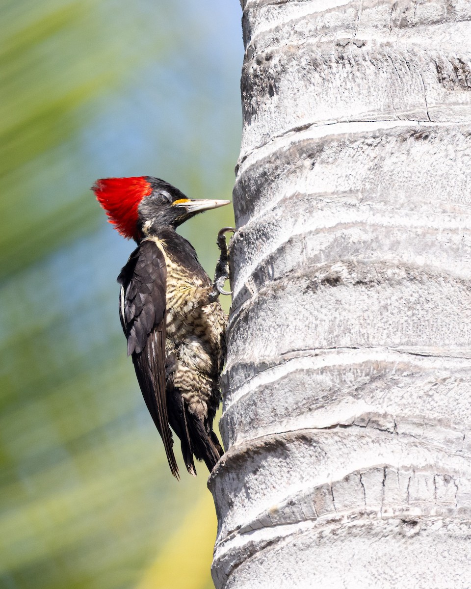 Lineated Woodpecker - ML637954158