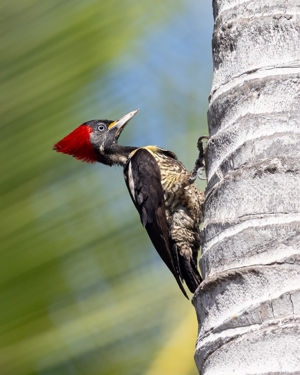 Lineated Woodpecker - ML637954159