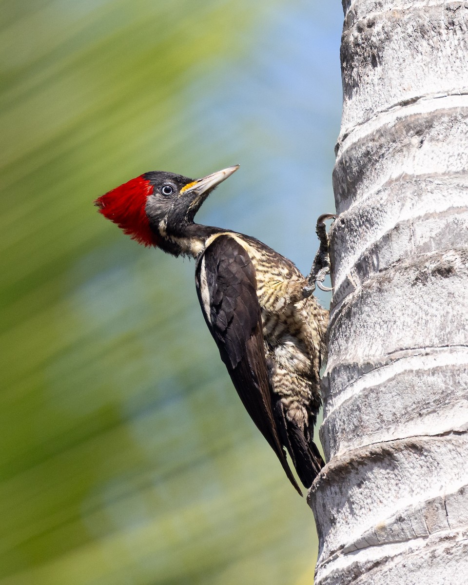 Lineated Woodpecker - ML637954160