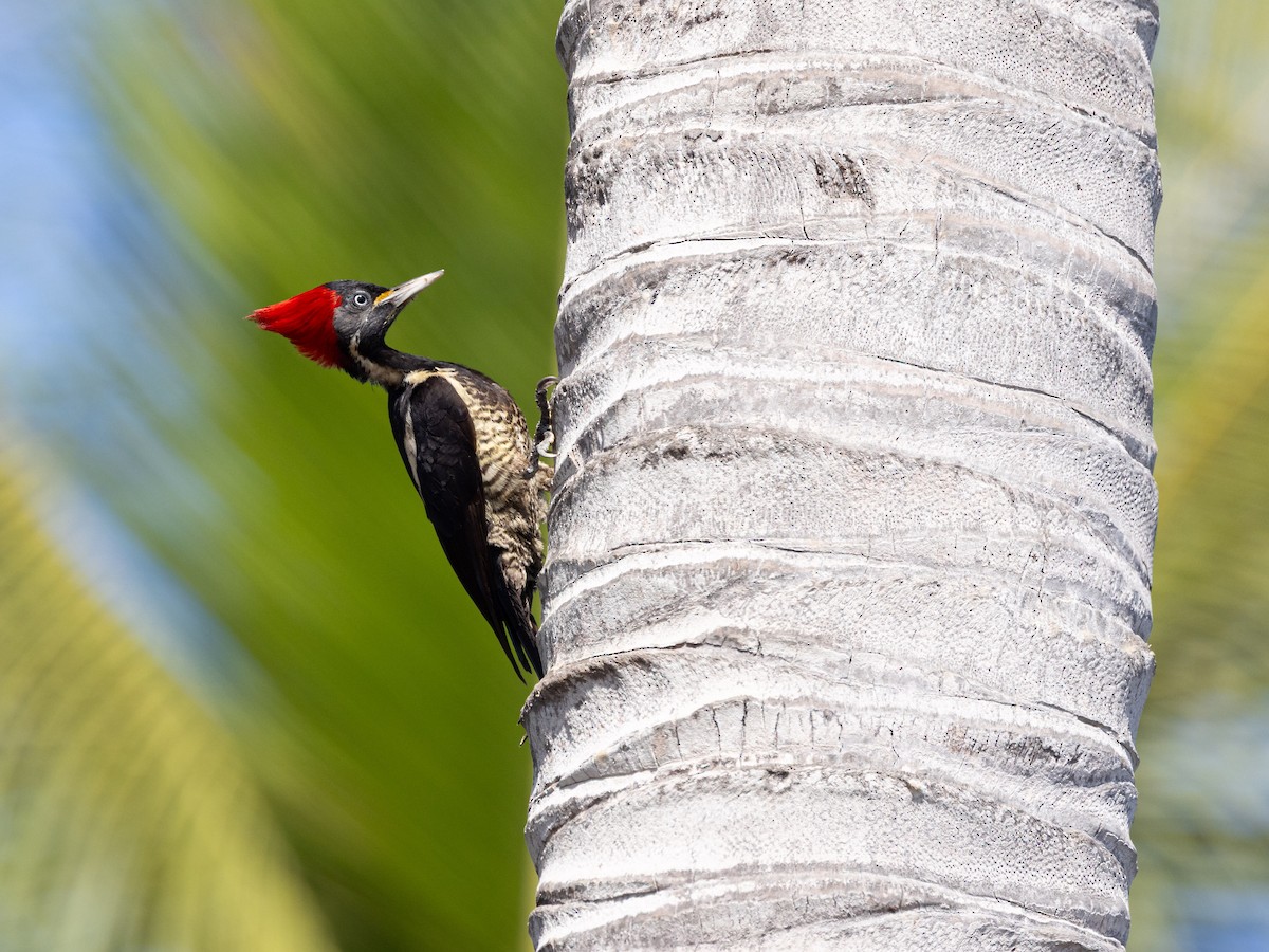 Lineated Woodpecker - ML637954161
