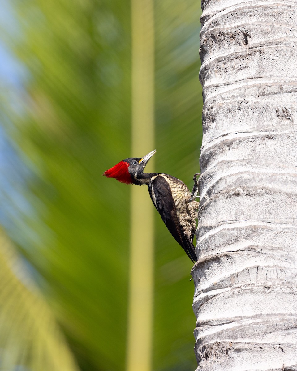 Lineated Woodpecker - ML637954162