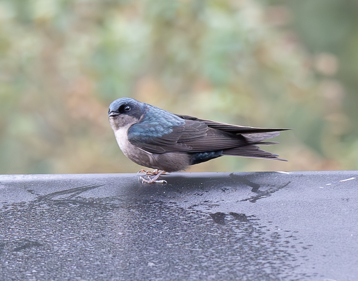 Brown-bellied Swallow - ML637954182