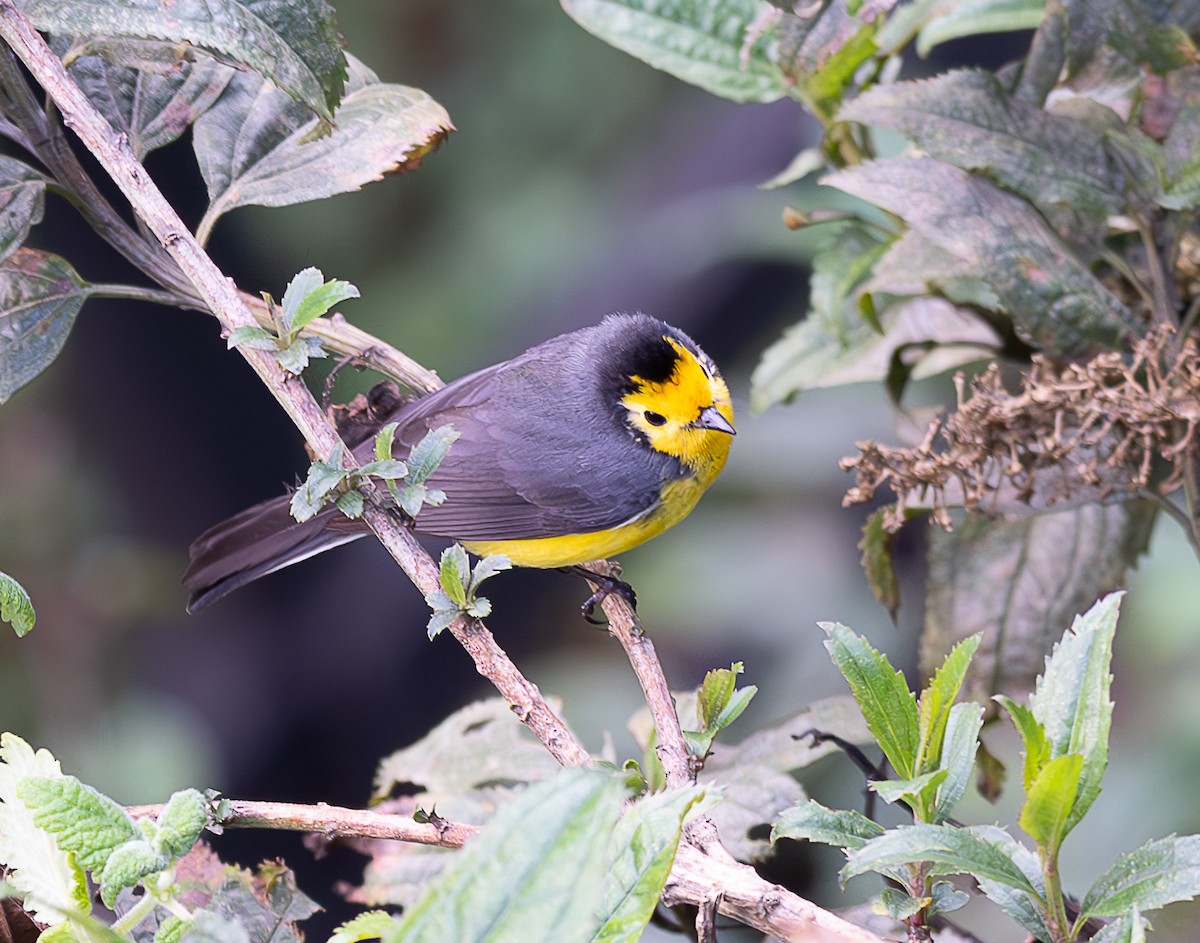 Golden-fronted Redstart - ML637954194