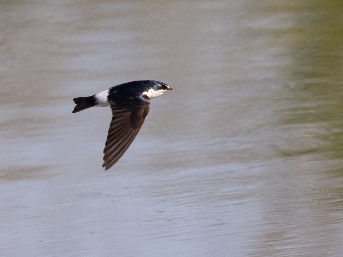 Mangrove Swallow - ML637954201