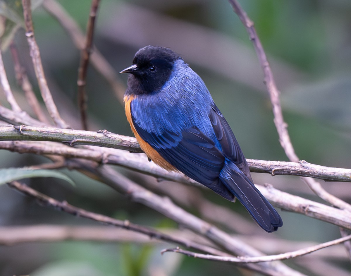 Blue-backed Conebill - ML637954203