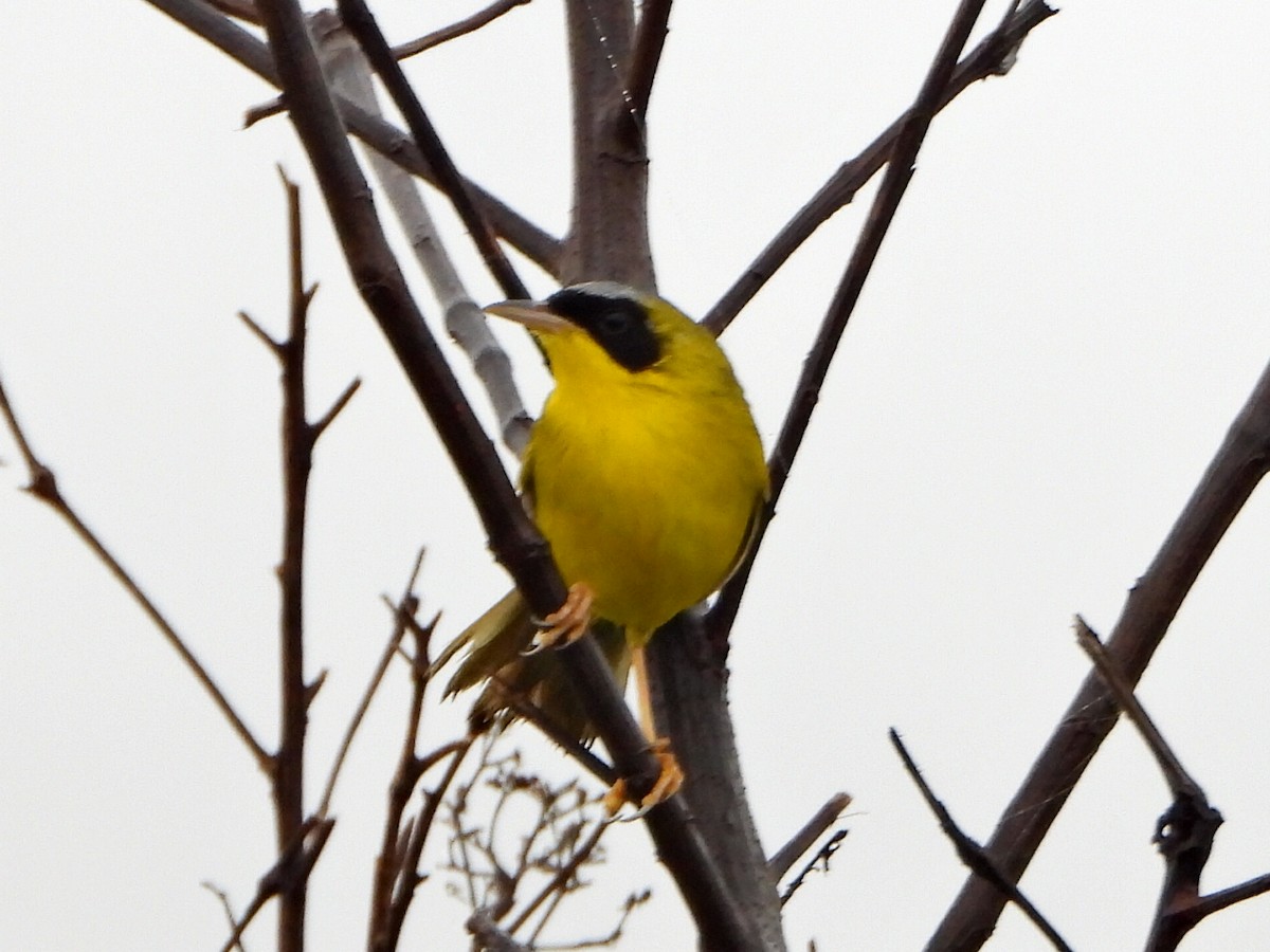 Masked Yellowthroat - ML637954223