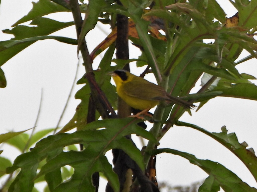 Masked Yellowthroat - ML637954227