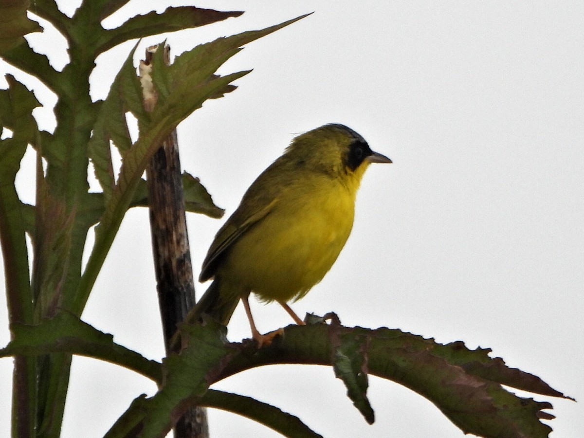 Masked Yellowthroat - ML637954228