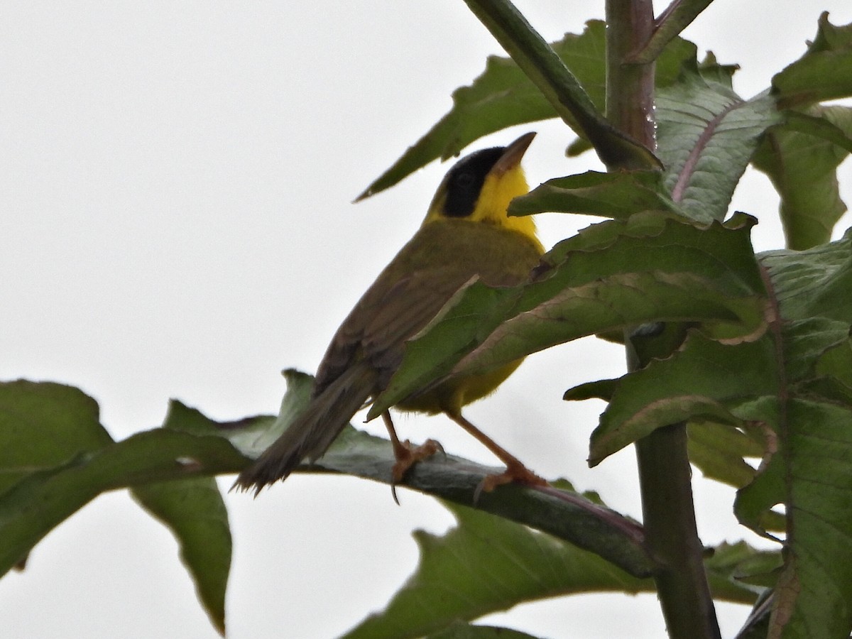 Masked Yellowthroat - ML637954229