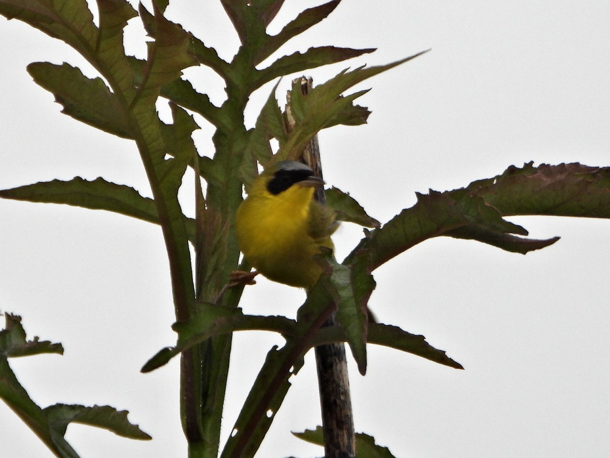 Masked Yellowthroat - ML637954231