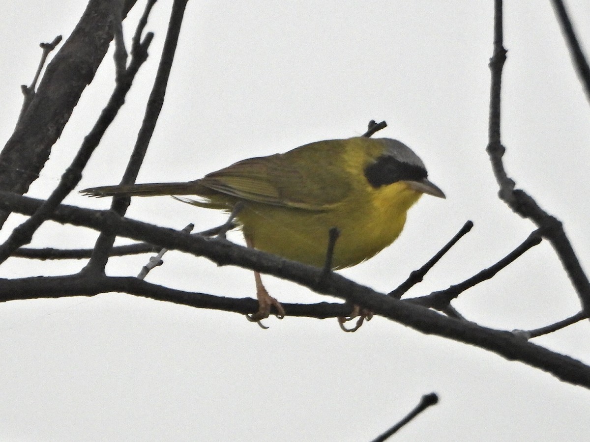 Masked Yellowthroat - ML637954232