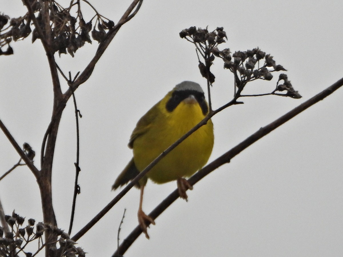 Masked Yellowthroat - ML637954233