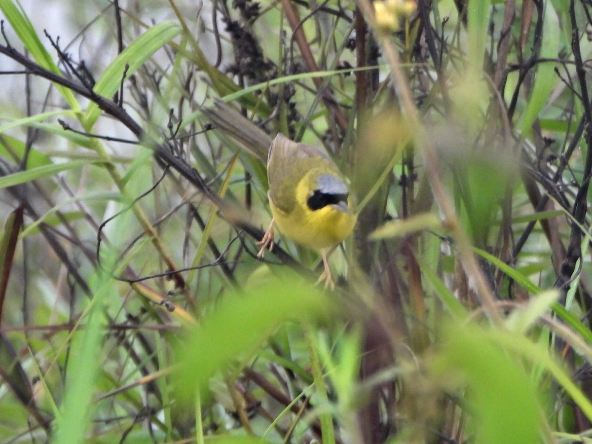 Masked Yellowthroat - ML637954235