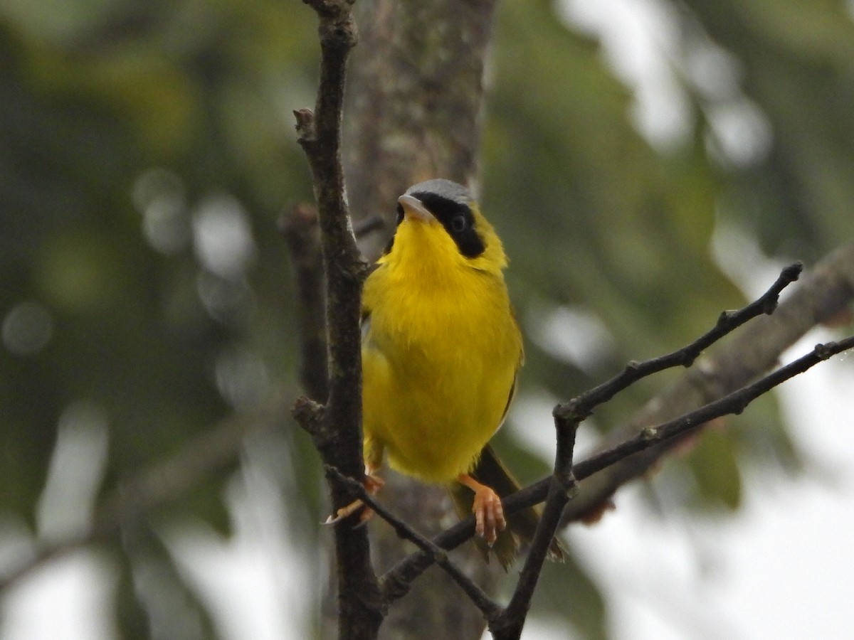 Masked Yellowthroat - ML637954236