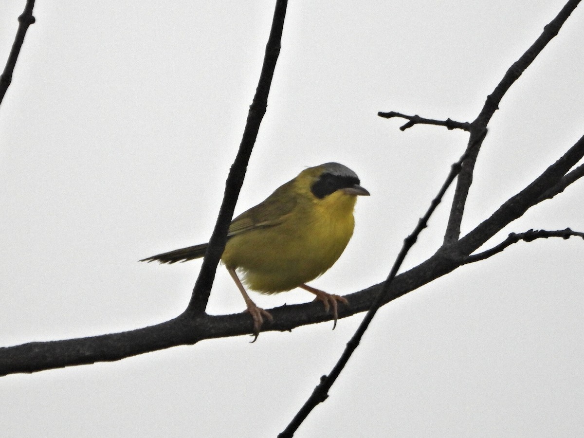 Masked Yellowthroat - ML637954237