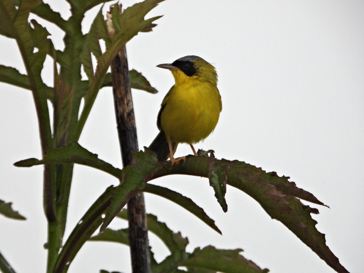 Masked Yellowthroat - ML637954242