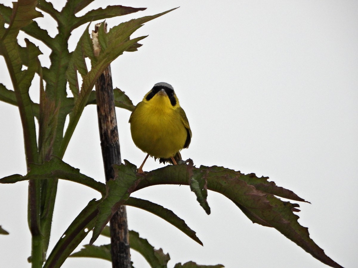 Masked Yellowthroat - ML637954243