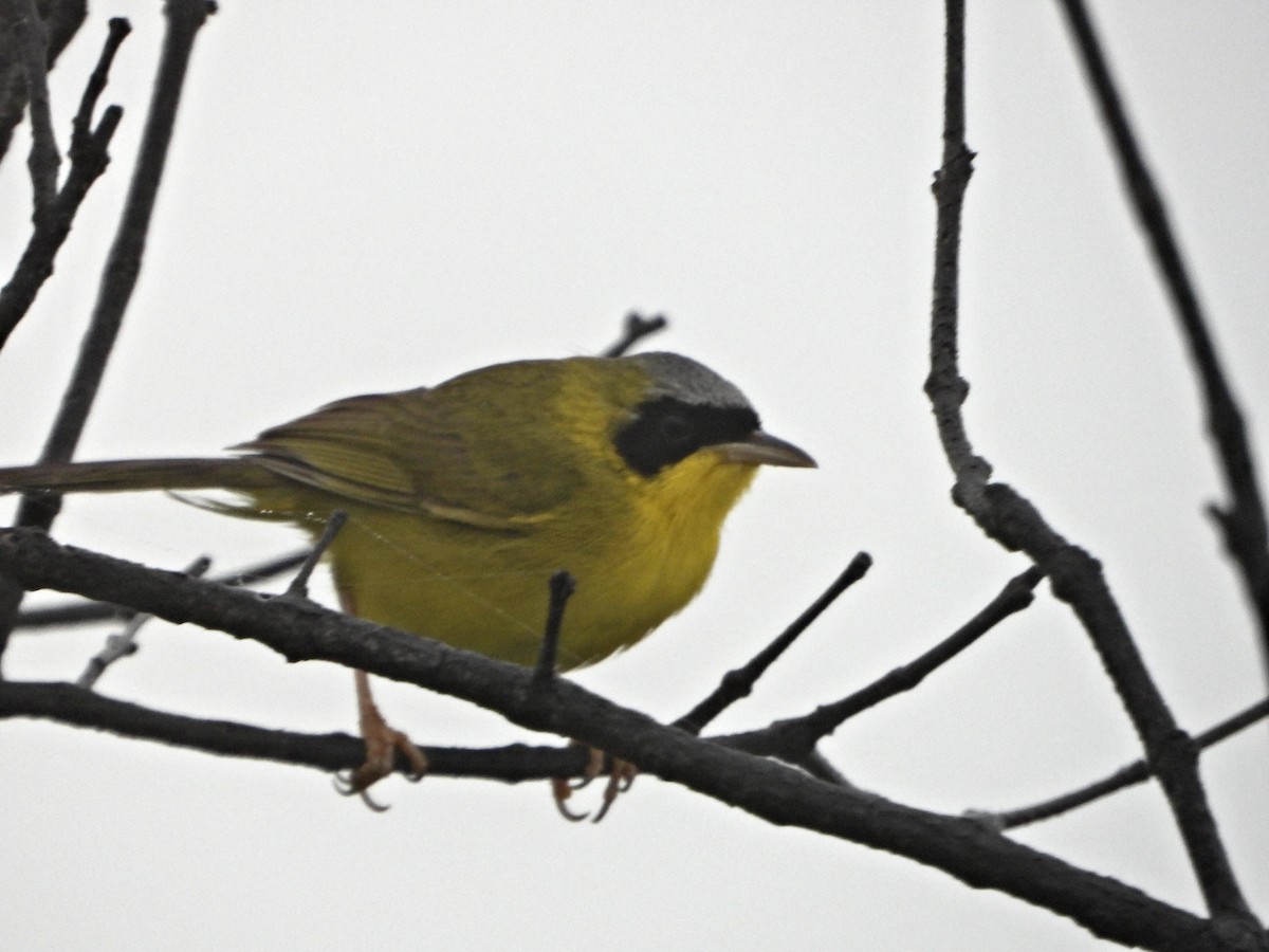 Masked Yellowthroat - ML637954245