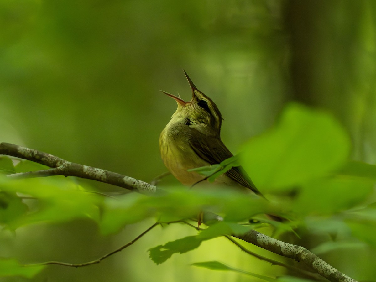 Swainson's Warbler - ML637954248