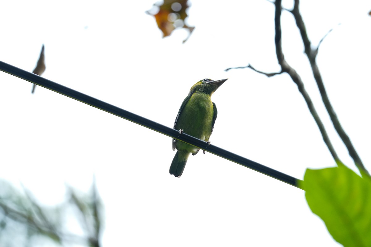 Black-browed Barbet - ML637954309