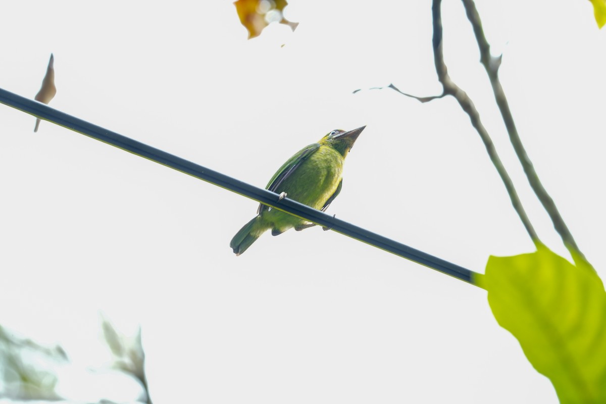 Black-browed Barbet - ML637954310