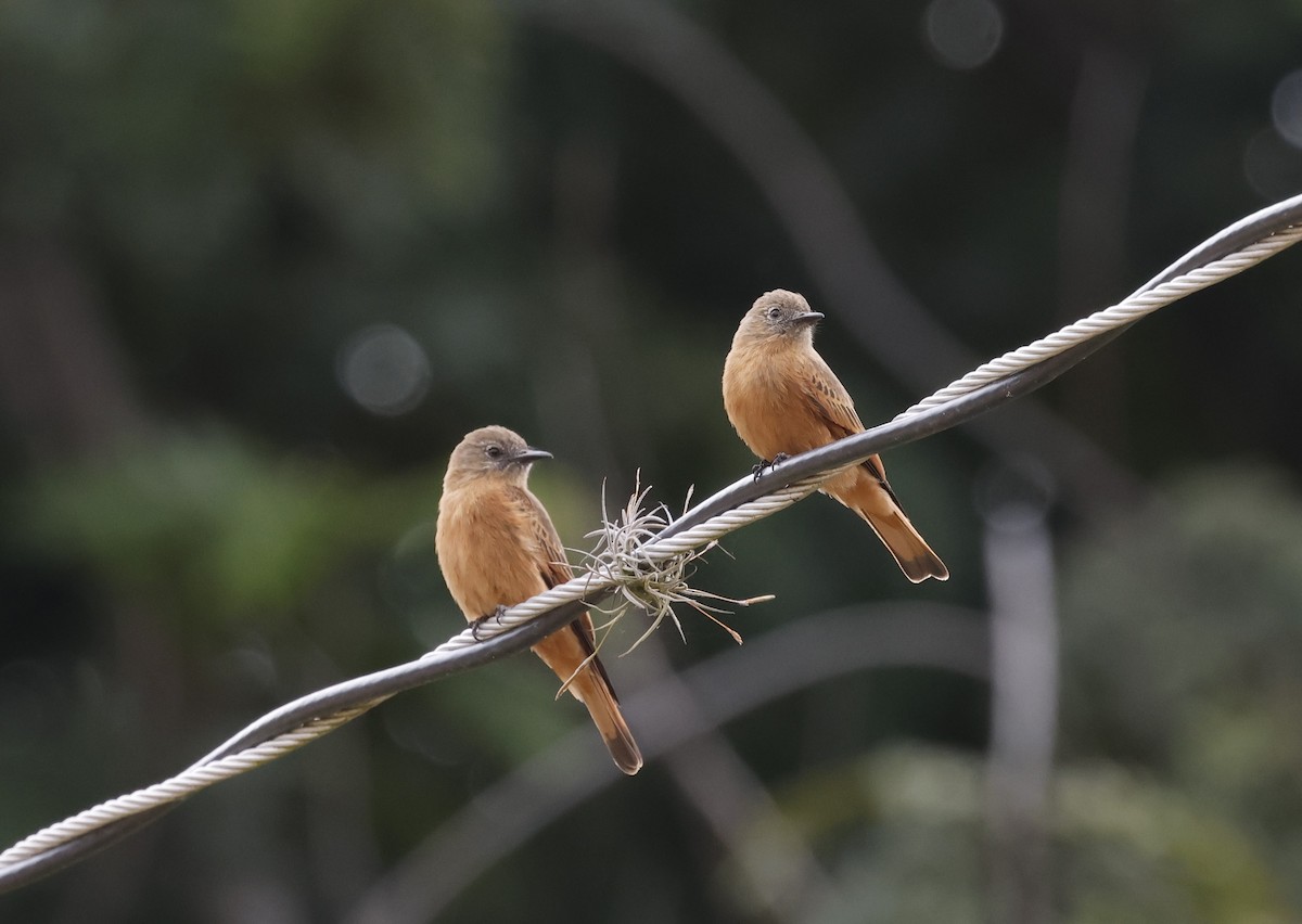 Cliff Flycatcher - ML637954335
