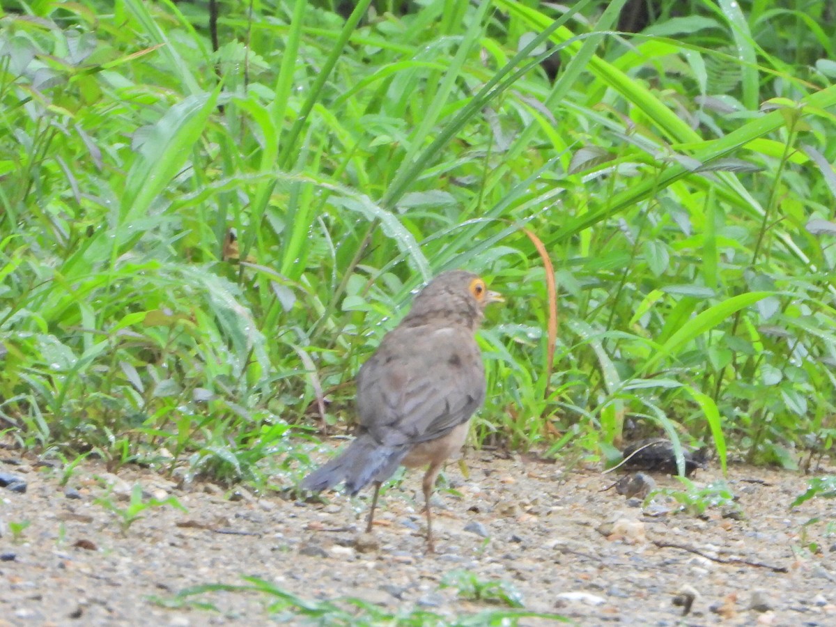 Spectacled Thrush - ML637954348