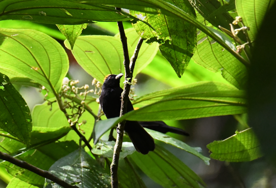 Tawny-crested Tanager - ML637954362