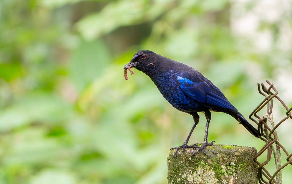 Taiwan Whistling-Thrush - ML637954386