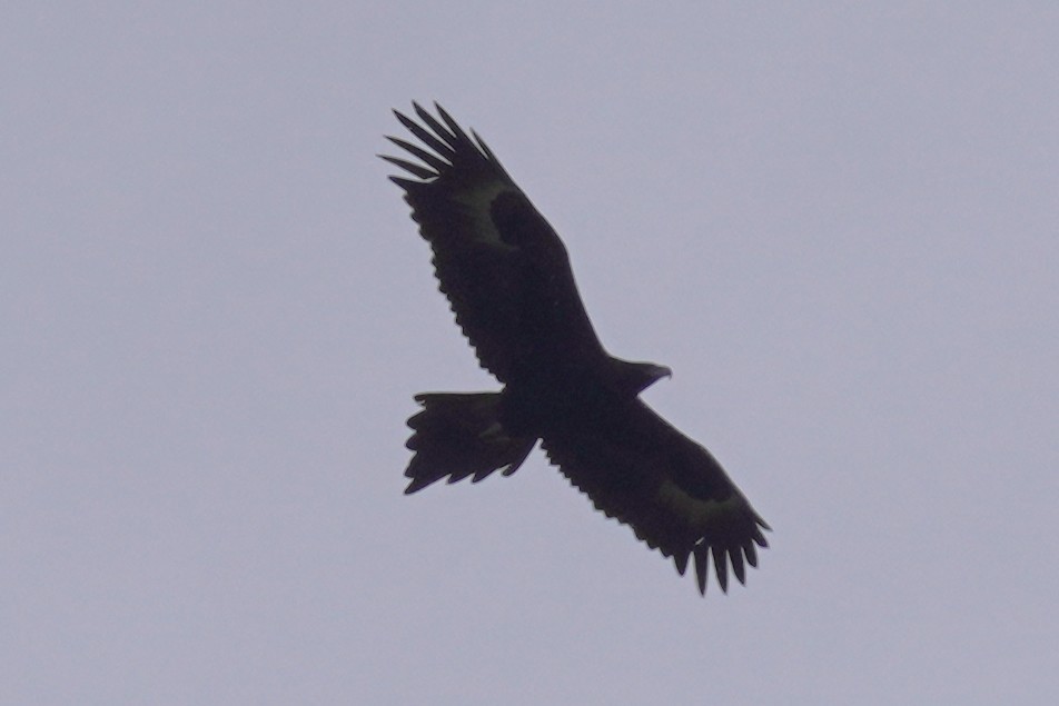 Wedge-tailed Eagle - ML637954395
