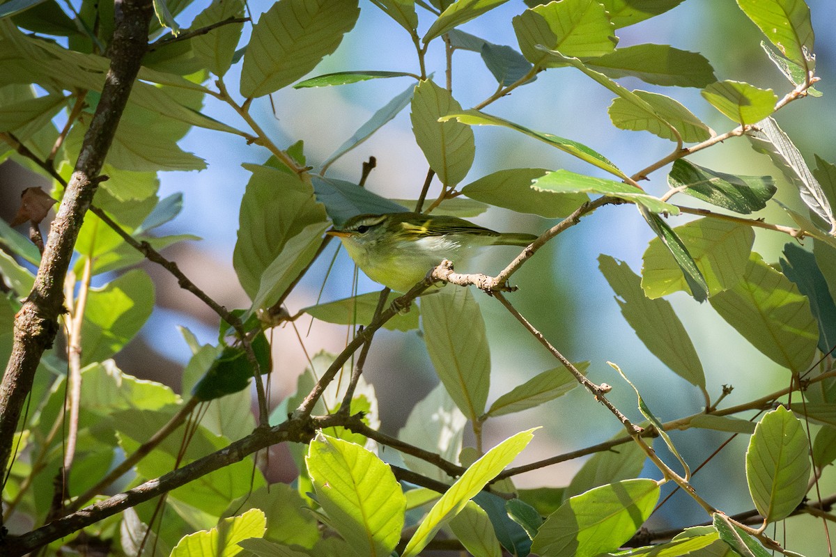 Blyth's Leaf Warbler - ML637954401