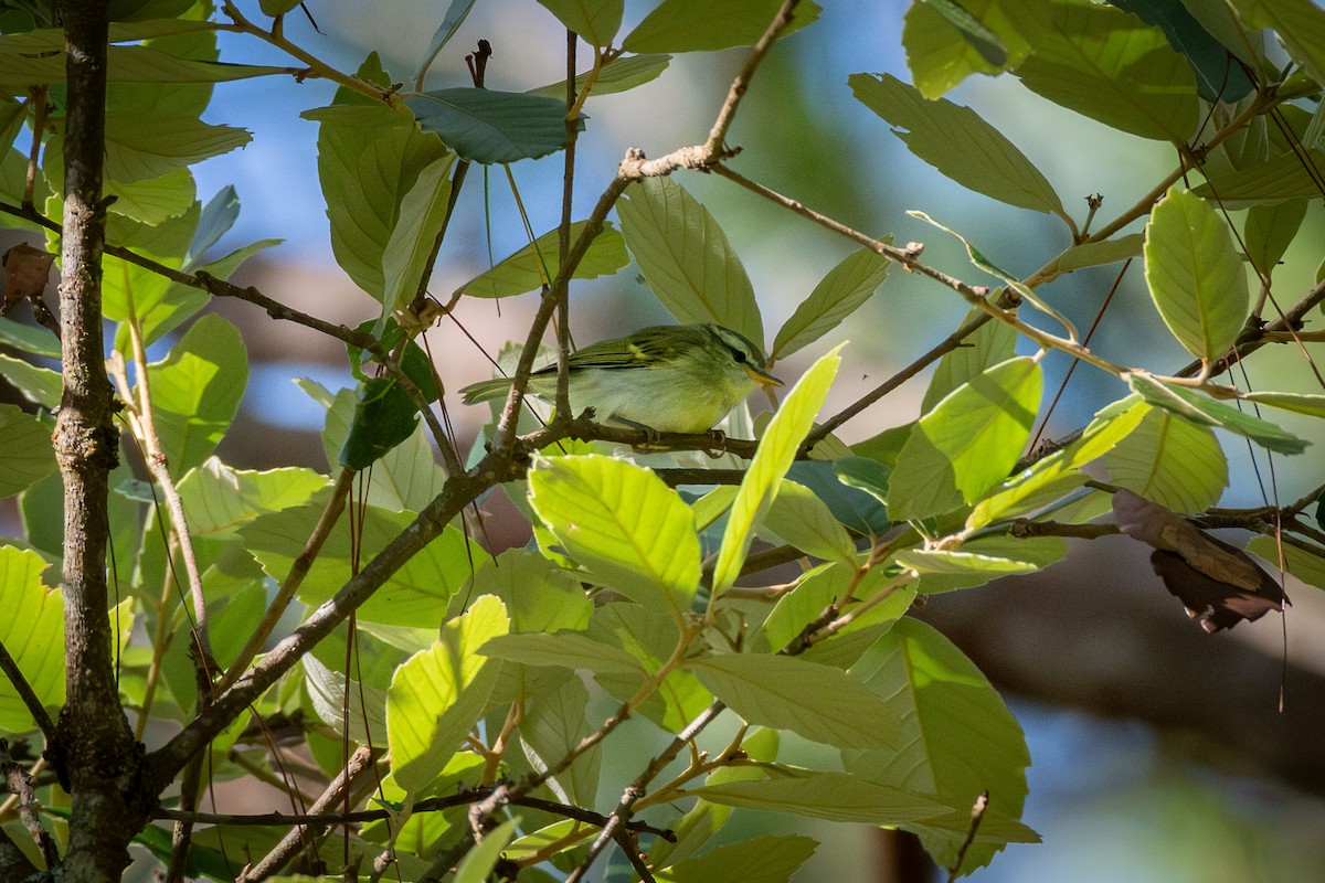 Blyth's Leaf Warbler - ML637954402
