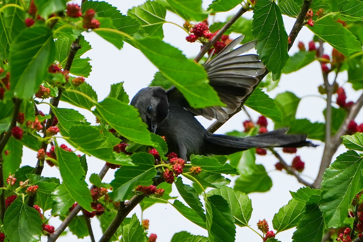 Gray Catbird - ML637954441