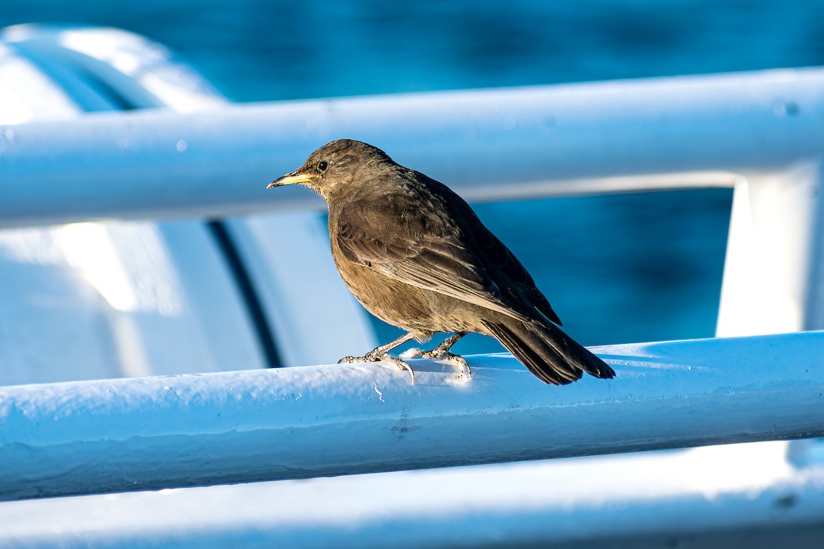 Blackish Cinclodes - ML637954445